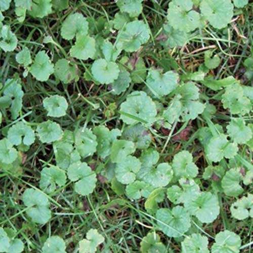 Specialty Weed Control Lawn Care Services Emerald Lawn Care Weed